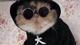 吃瓜娱乐的喵哥是谁啊图片